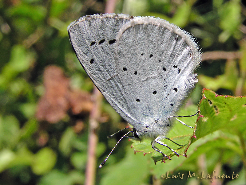 Mariposas de Asturias - Celastrina argiolus