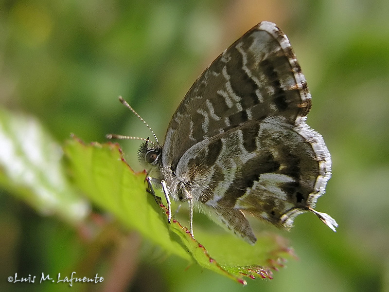 Mariposas de Asturias - Cacyreus marshalli -