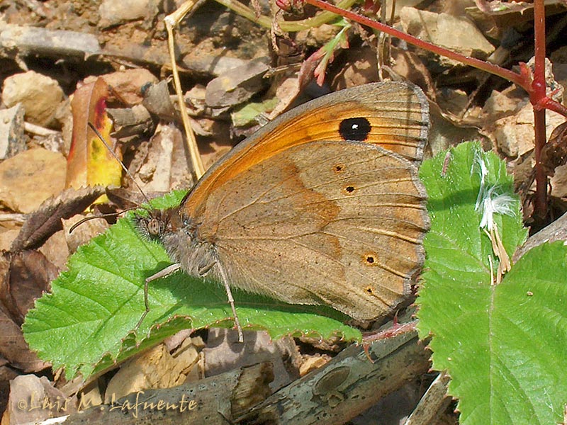 Mariposas de Asturias  - Maniola jurtina