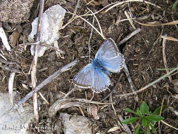 Mariposas de Asturias - Licénidos - Niña Coridon asturiensis