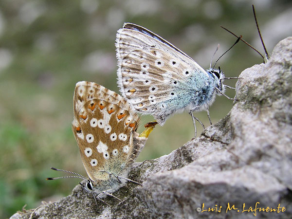 Dos licenidos son observados por un  curioso saltamontes..