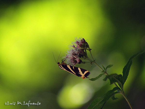 Mariposas de Asturias - Euplagia quadripunctaria