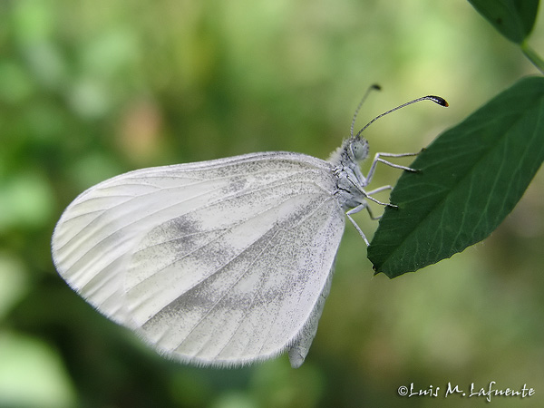 Mariposas de Asturias - Pieridae  - Leptidea sinapis