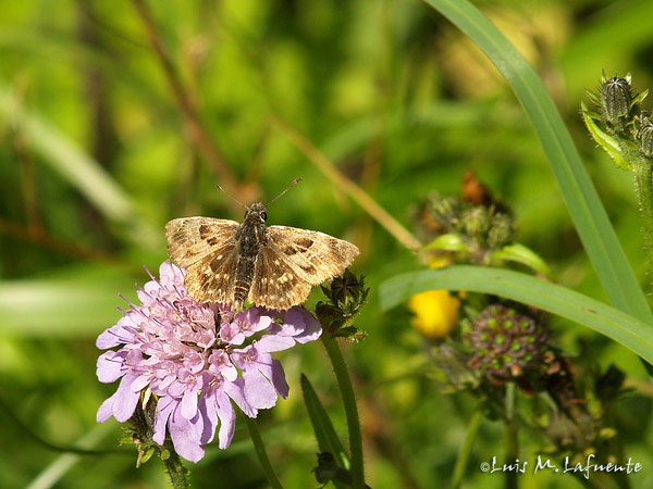 Mariposas de Asturias - Hisperiidae -  