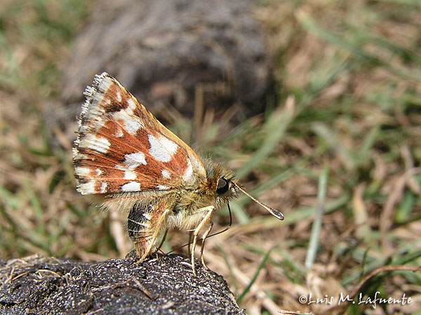 Mariposas de Asturias - Hisperiidae - Spialia Sertorius depositando su puesta..