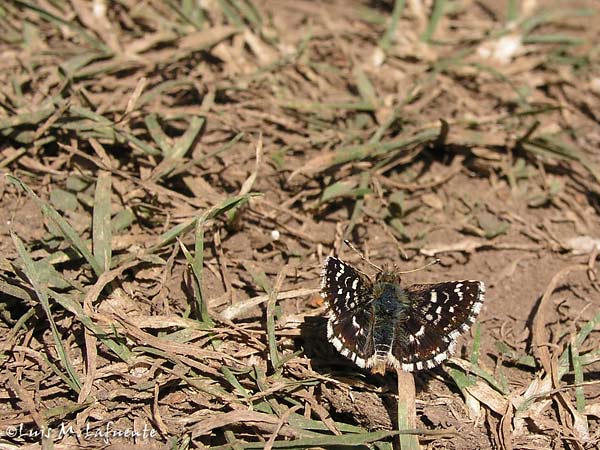 Mariposas de Asturias - hisperiidae  - Spialia sertori