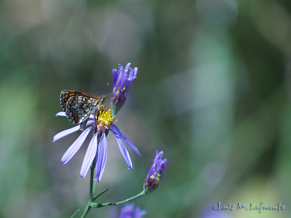 Mariposas de Asturias -Ninfálidos - Melitaea diamina