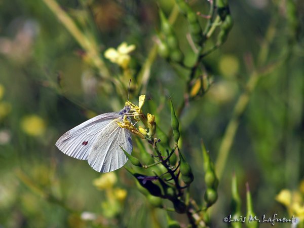 Mariposas de Asturias - Pieridae - Artogeia