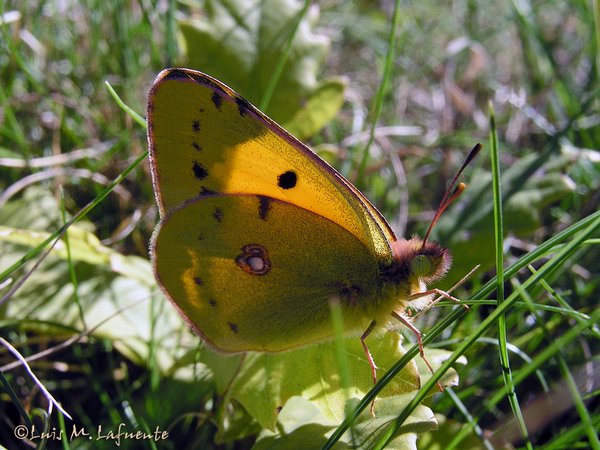 Mariposas de Asturias - Pyeridae - Colias