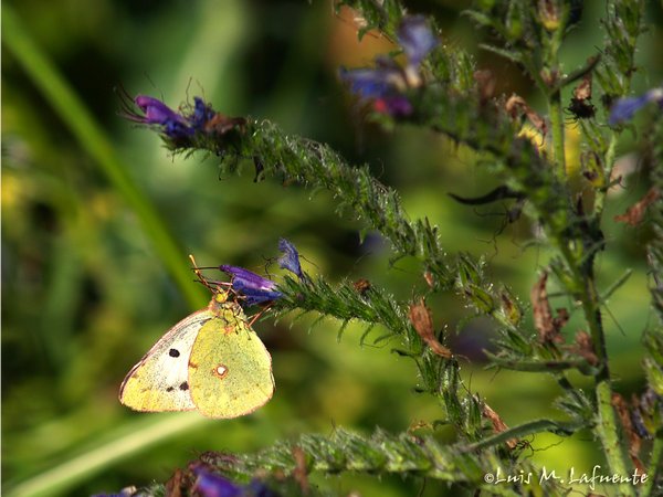 Mariposas de Asturias - Pieridae - Colias alfacarensis