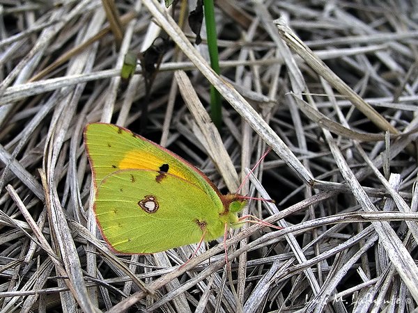 Mariposas de Asturias - Pieridae - Colias Crocea