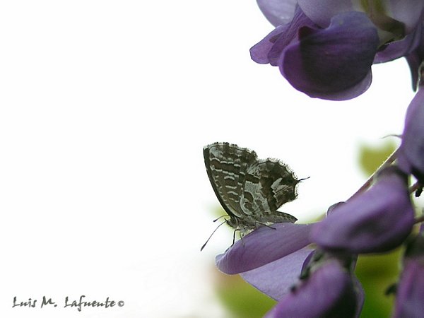 Mariposas de Asturias -Lycaenidae - Cacyreus marshalli