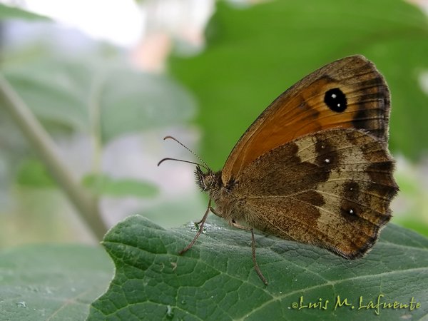 Mariposas de Asturias - Satyridae - Pyronia tithonus - Lobito agreste