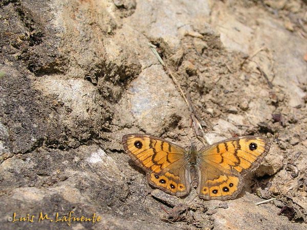 Mariposas de Asturias - Satyridae - Lasiommata megera paramegae 