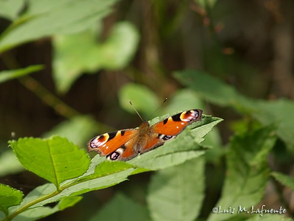 Mariposas de Asturias - Nymphalidae -  Inachis Io - Pavo Real