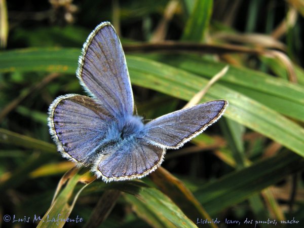 Mariposas de Asturias - Licénido