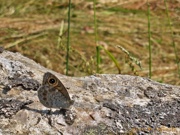 Mariposas de Asturias - Satyridae - Lasiommata maera - Pedregosa