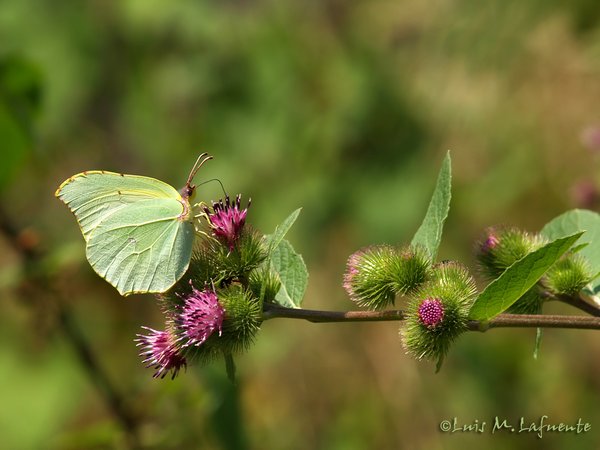 Mariposas de Asturias - Limonera - Gonepteryx  Cleopatra  ?