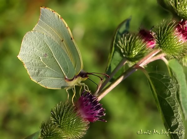 Mariposas de Asturias - Limonera - Gonepteryx ??