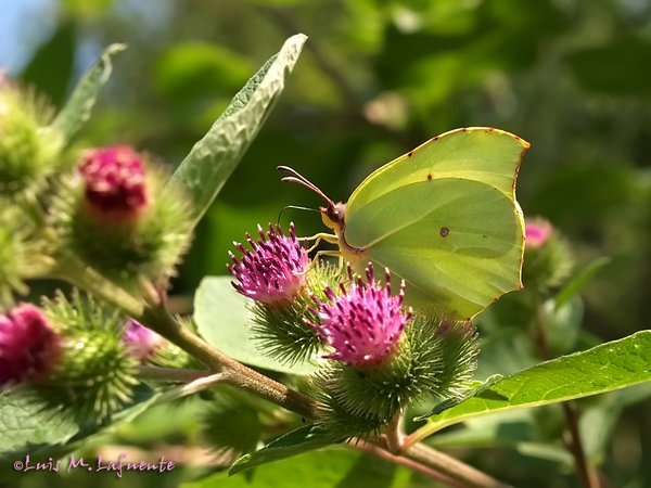 Mariposas de Asturias - Limonera - Gonepteryx rhamni -  La troncada 