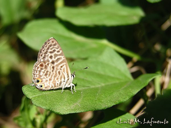 Mariposas de Asturias - Lycaenidos - Leptotes pirithous - Gris Estriada cerrada