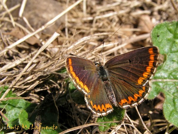 Mariposas de Asturias - Polyommatus icarus - Dos Puntos hembra