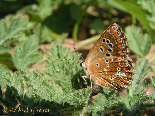 Mariposas de Asturias -Polyommatus icarus - Dos Puntos hembra, alas cerradas..