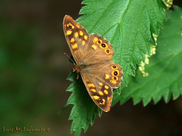 MARIPOSAS DE ASTURIAS -  Satyridae - Pararge aegeria hembra - Maculada