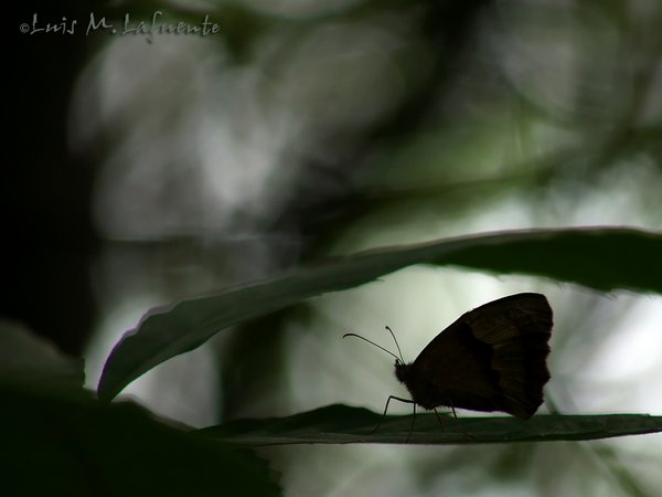 MARIPOSAS DE ASTURIAS - En la penumbra del bosque, bajo un camuflaje casi perfecto, una saltacercas intentaba pasar desapercibida..