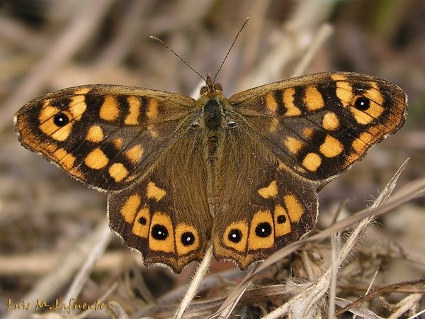 MARIPOSAS DE ASTURIAS -  Satyridae - Pararge aegeria macho - Maculada - Saltacercas