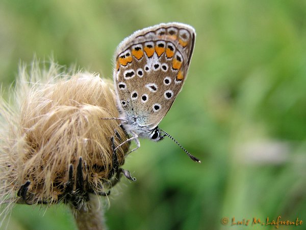 Mariposas de asturias, manto oscuro, perfil alas cerradas