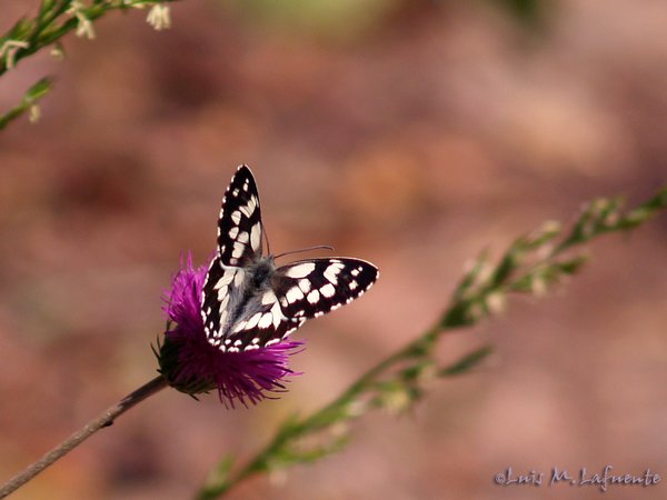 Mariposas de Asturias - Satyridae - Melanargia galathea - Medioluto Norteña