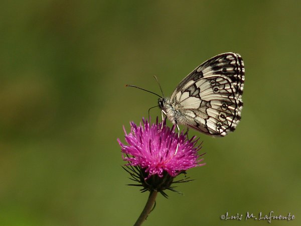 Mariposas de Asturias - Satyridae - Melanargia galathea - Medioluto Norteña