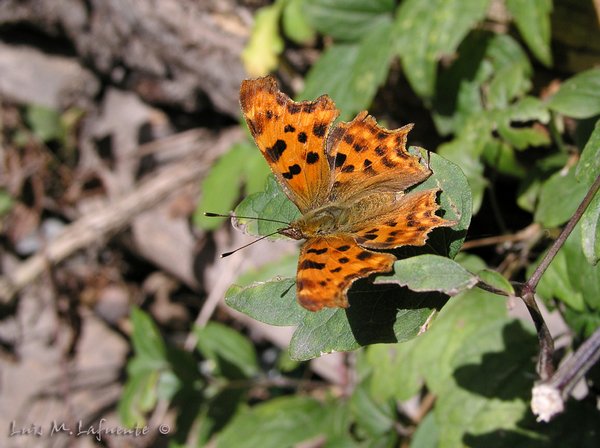 Mariposas de Asturias -Polygonia  c-album