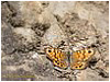 Mariposas de Asturias - Satyridae - Lasiommata megera paramegae 