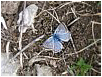 Mariposas de Asturias - Licénidos - Niña Coridon asturiensis