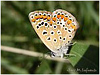 Mariposas de Asturias, Lycaenidae, Aricia agestis, Morena Serrana