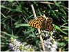 Mariposas de Asturias -  Ninfálidos - Melitaea phobe - Doncella de la Centaura