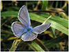 Mariposas de Asturias - Lycaenidae - Icaro