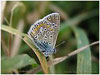 Mariposas de Asturias - lycaenidae - Polyommatus icarus Dos puntos macho