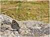 Mariposas de Asturias - Satyridae - Lasiommata maera - Pedregosa