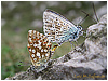 Mariposas de Asturias - lycaenidae - Pareja de Licenidos