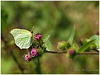 Mariposas de Asturias -Pieridae - Pierido - Limonera - Gonepteyx cleopatra ??