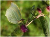 Mariposas de Asturias - Limonera - Gonepteryx ??