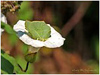 Mariposas de Asturias - Limonera - Gonepteryx rhamni - Alcubiella - La Mata  Grado