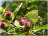 Mariposas de Asturias - Limonera - Gonepteryx rhamni -  La Troncada 