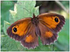 Mariposas de Asturias - Satyridae -  Pyronia tithonus - Lobito Agreste 