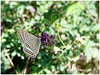 Mariposas de Asturias - Lampides boeticus - Canela Estriada