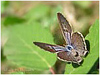 Mariposas de Asturias - Lycaenidos - Gris Estriada