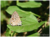 Mariposas de Asturias - Lycaenidos - Leptotes pirithous - Gris Estriada cerrada